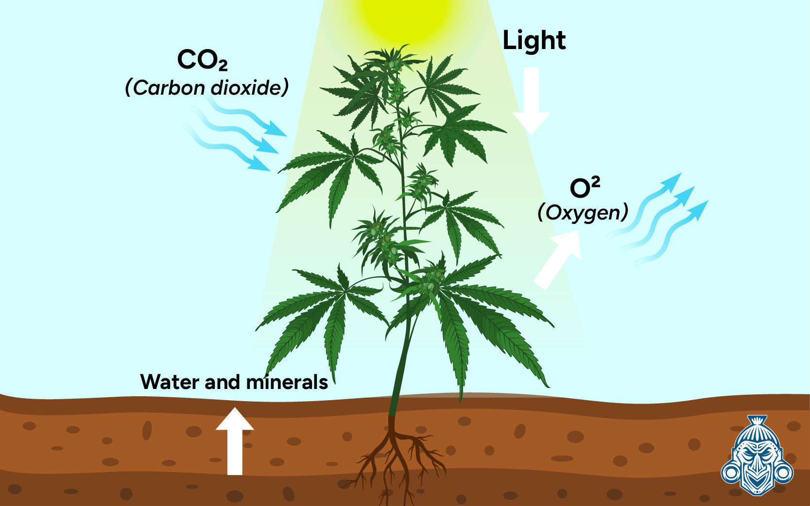 Pourquoi Le Dioxyde De Carbone (CO₂) Est-Il Important Pour Les Plants ?