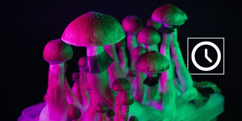 Peut-on reprendre des champignons magiques ?