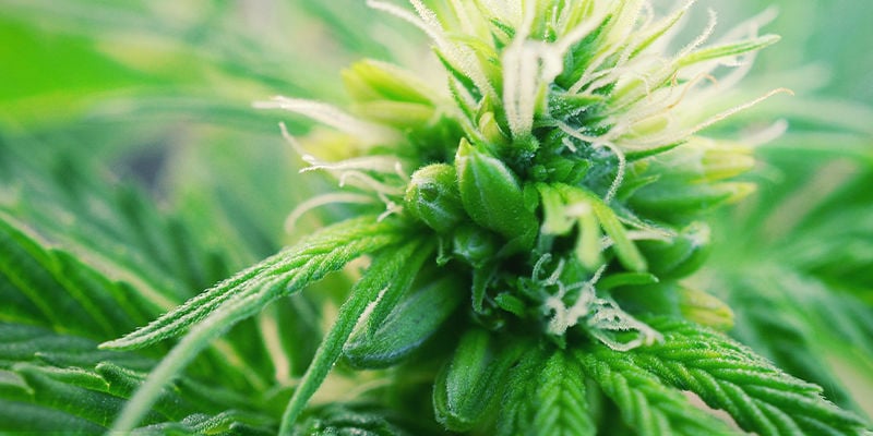 Qu’Est-Ce Qu’Un Plant De Cannabis Hermaphrodites ?