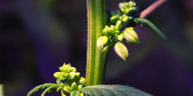 Que Faut-Il Rechercher Dans Les Plants De Cannabis Mâles Ou Hermaphrodites ?