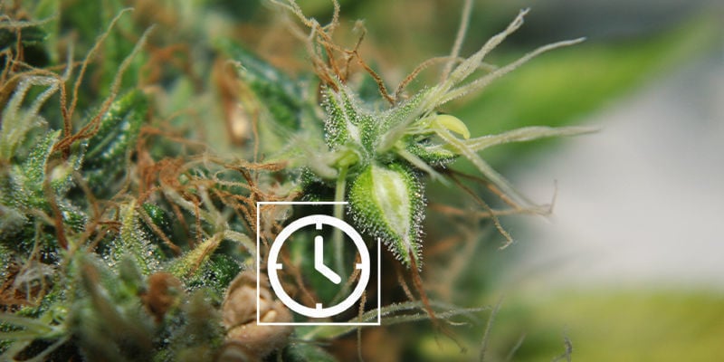 Quand Rechercher Des Signes De Plants De Cannabis Mâles Ou Hermaphrodites ?