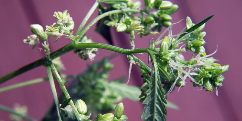 Où Chercher Les Signes De Plants De Cannabis Mâles Ou Hermaphrodites ?