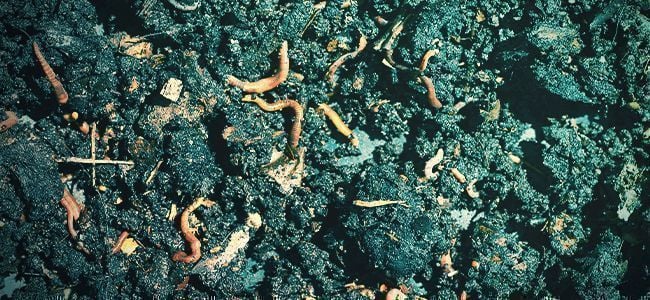 C’est Quoi Les Engrais Biologiques? 
