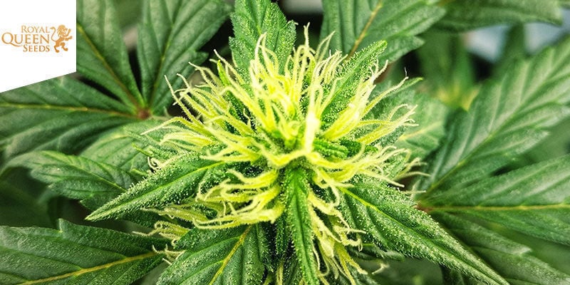 Royal Dwarf (Royal Queen Seeds)