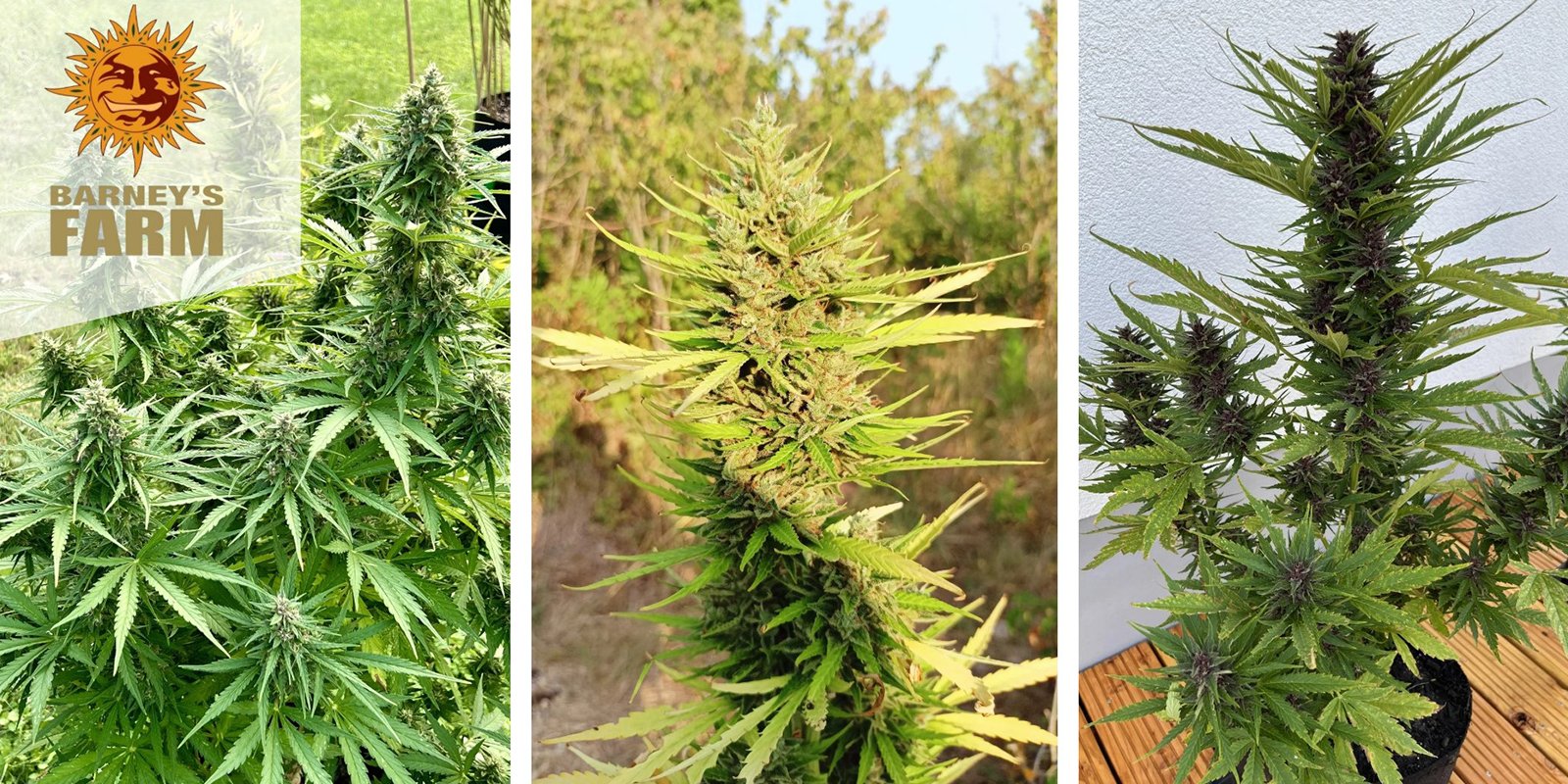 Amnesia Haze Auto : Barney's Farm Amnesia Haze Auto : Barney's Farm