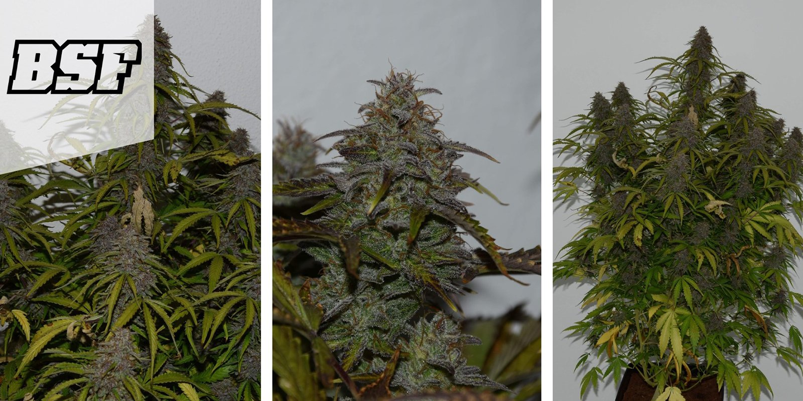 GG#4 Auto : BSF Seeds GG#4 Auto : BSF Seeds