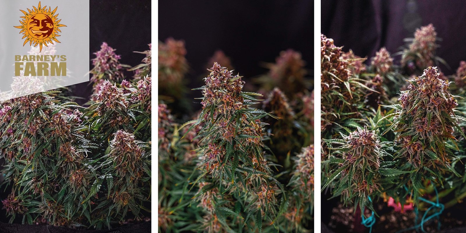 Gorilla Zkittlez Auto : Barney's Farm Gorilla Zkittlez Auto : Barney's Farm