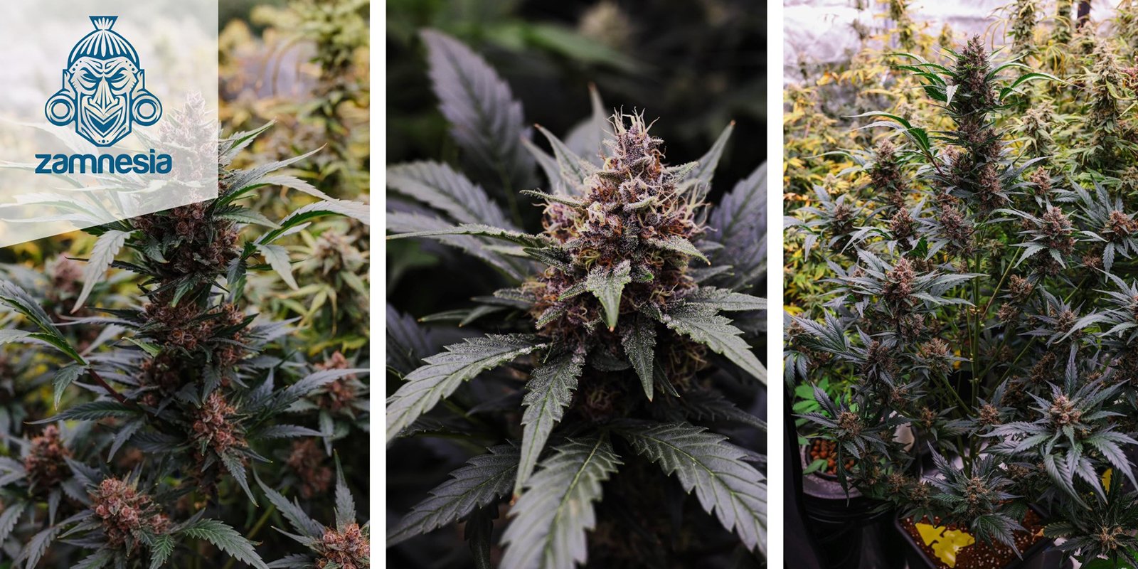 LSD Auto : Zamnesia Seeds LSD Auto : Zamnesia Seeds