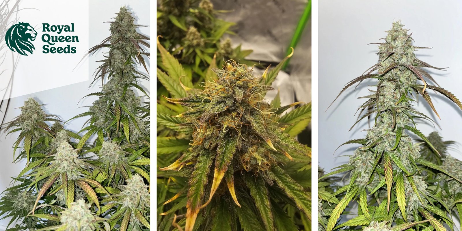 Medusa F1 Auto : Royal Queen Seeds Medusa F1 Auto : Royal Queen Seeds