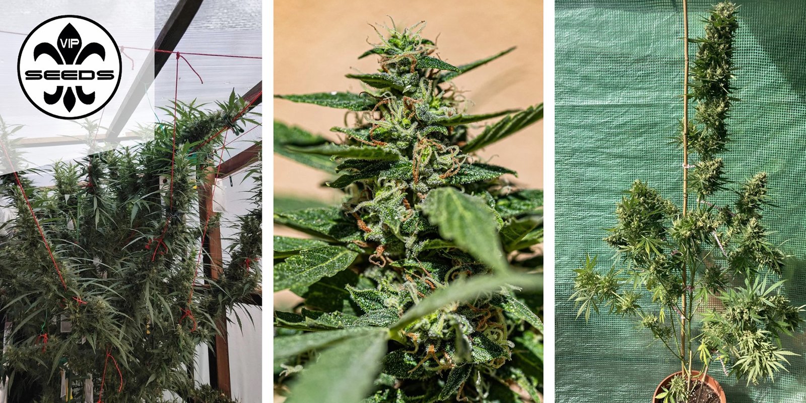 Membrana Hiper Auto : VIP Seeds Membrana Hiper Auto : VIP Seeds
