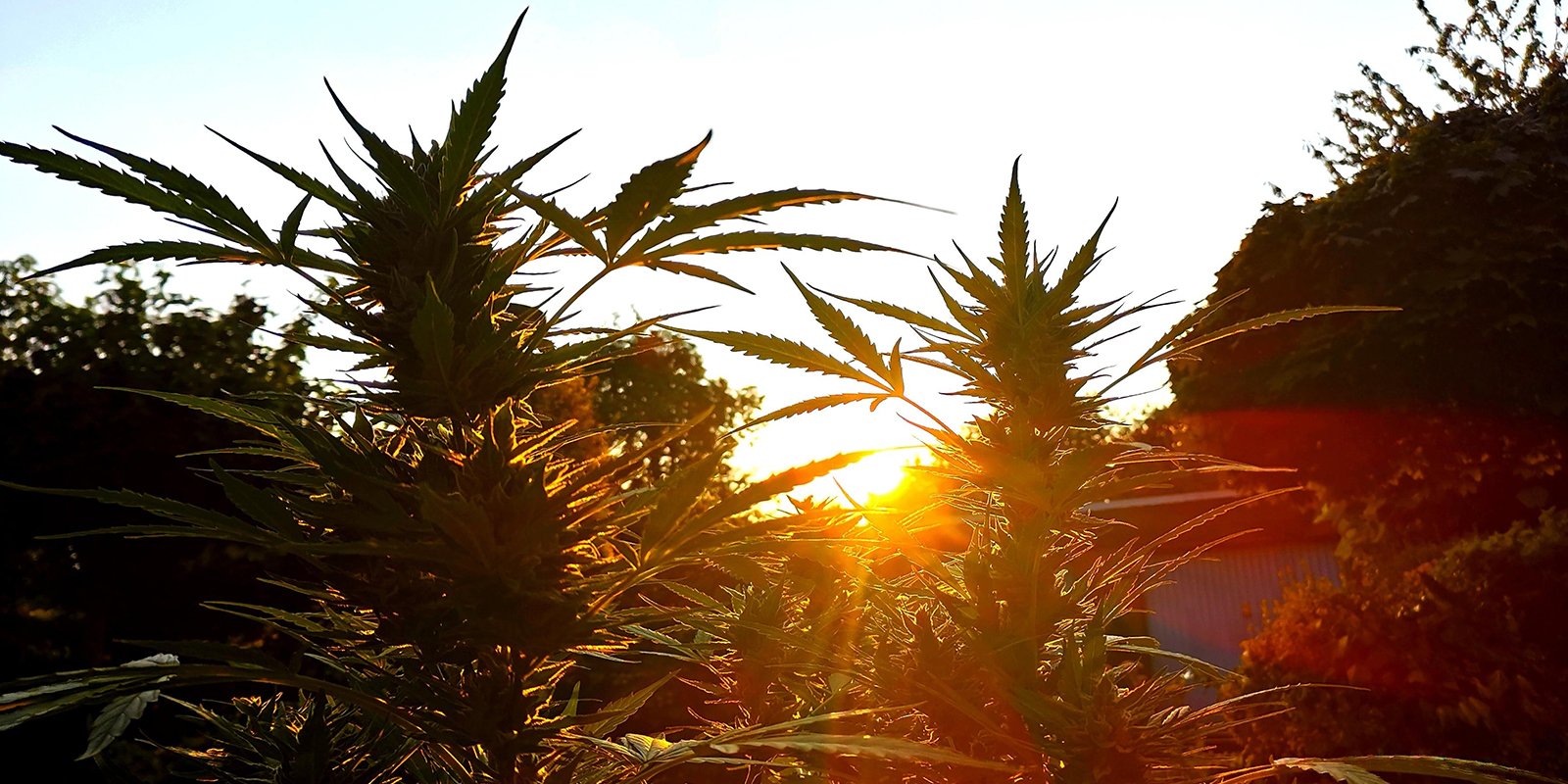 La culture en extérieur n’a jamais été aussi simple La culture en extérieur n’a jamais été aussi simple