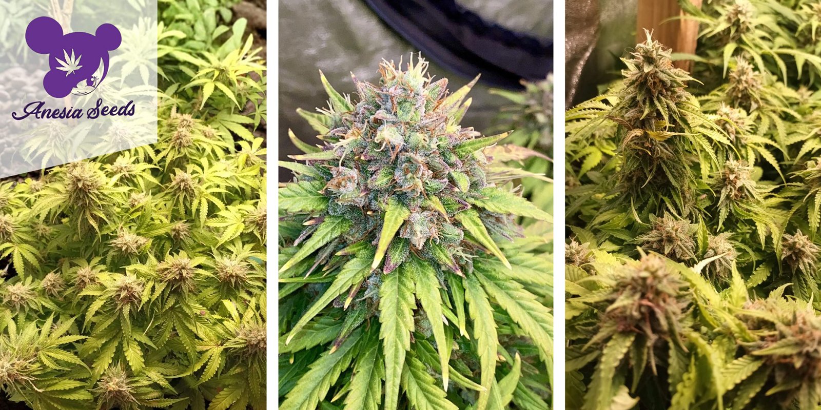 Rainbow Donut Auto : Anesia Seeds Rainbow Donut Auto : Anesia Seeds