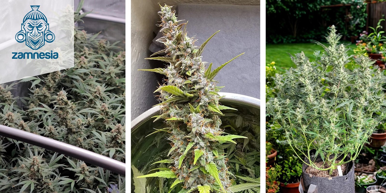 Tropicana Cookies Autoflower : Zamnesia Seeds Tropicana Cookies Autoflower : Zamnesia Seeds