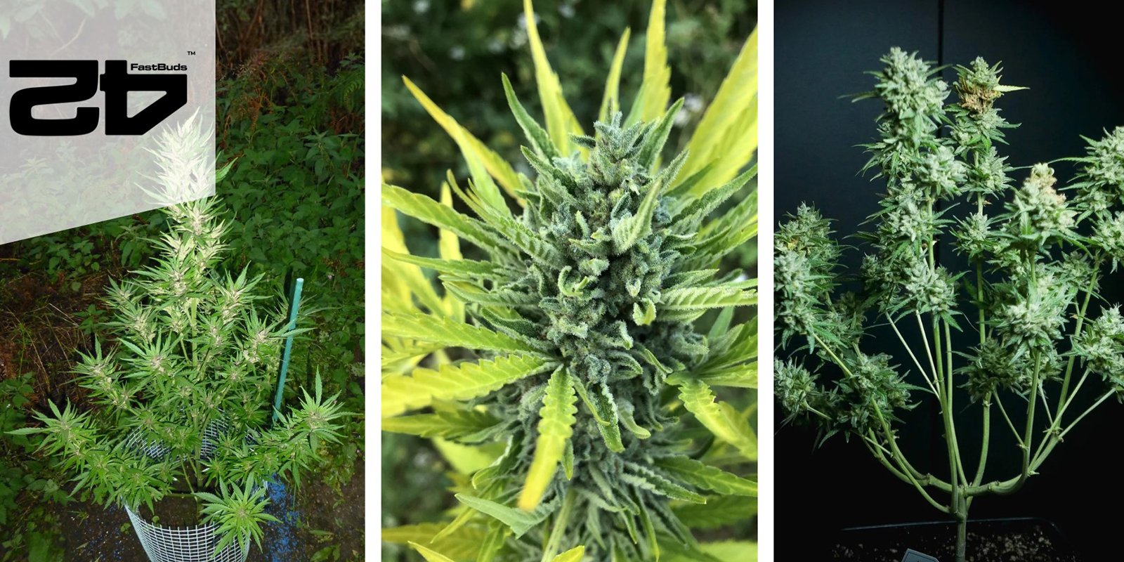 Wedding Cheesecake Auto : FastBuds Wedding Cheesecake Auto : FastBuds