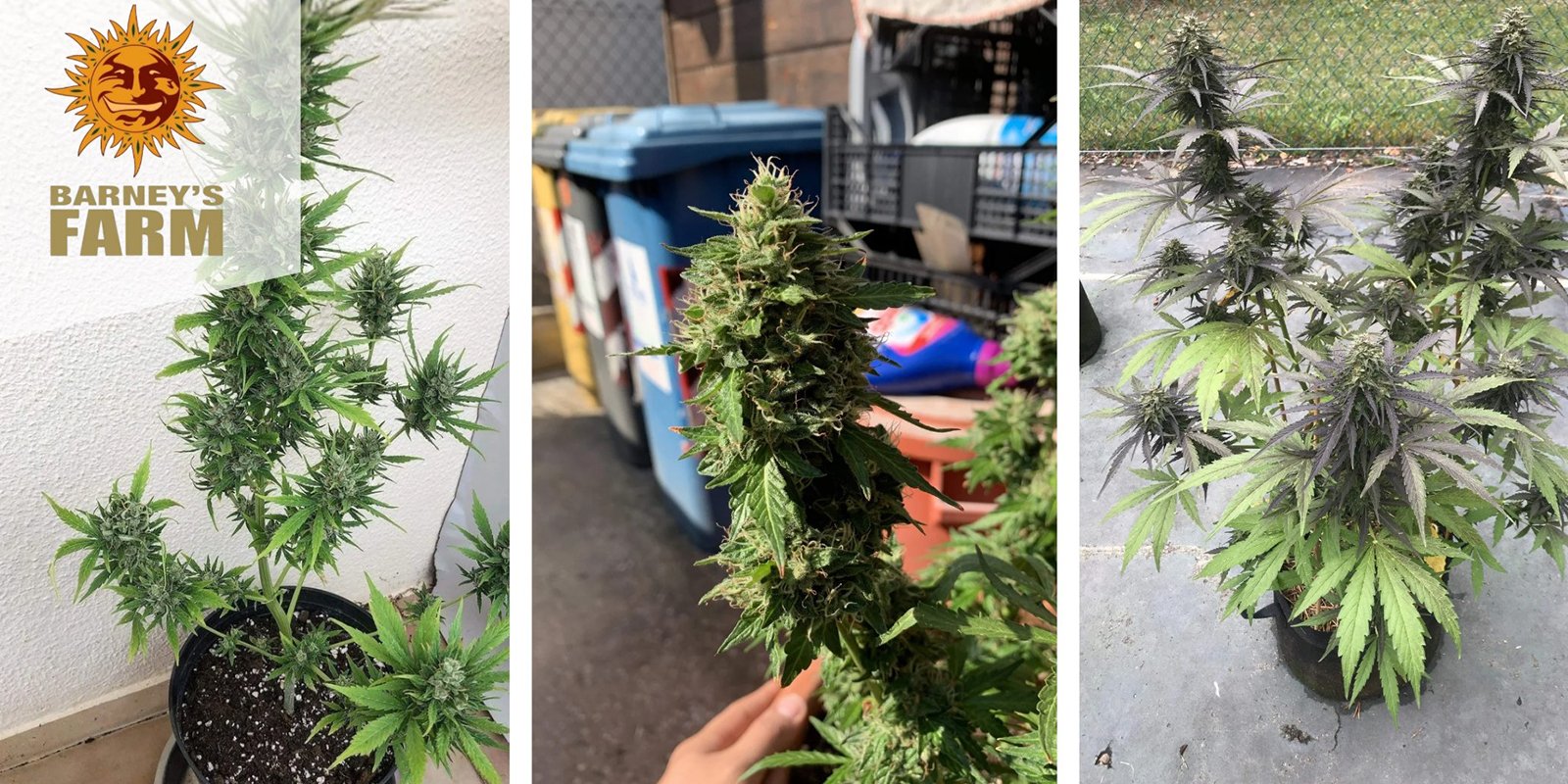 Zkittlez OG Auto : Barney's Farm Zkittlez OG Auto : Barney's Farm