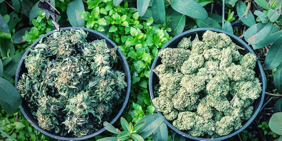 Soulager La Tension Avec Le Cannabis : Trouvez La Bonne Variété Pour Soulager La Tension