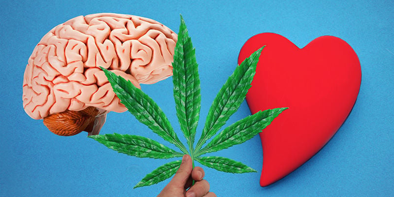 Cannabis: Du Sang Au Cerveau