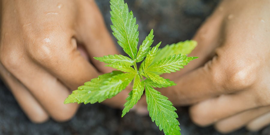 Cultiver Du Cannabis En Terre