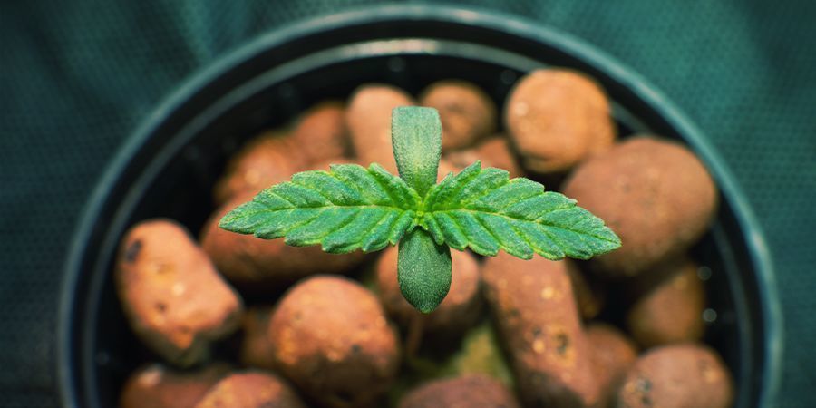 CULTIVER DU CANNABIS EN HYDROPONIE