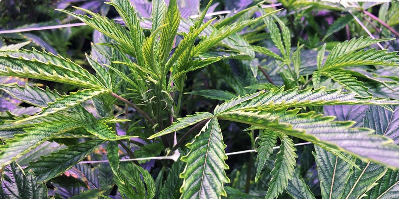 Inconvénients Des Rayons UV Pour Les Plants De Cannabis