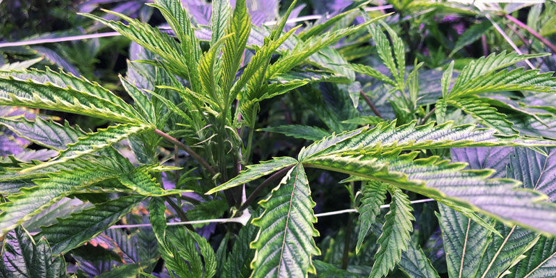 Inconvénients Des Rayons UV Pour Les Plants De Cannabis