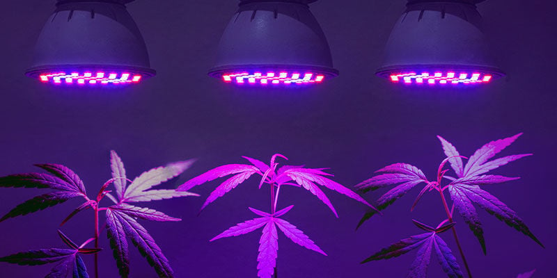 Avez-vous Besoin De Lampes UV Spéciales Pour Le Cannabis ?