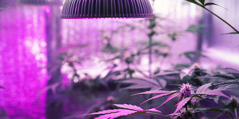 Comment Donner Des Rayons UV Aux Plants De Cannabis