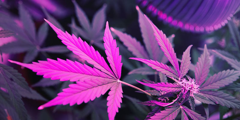 Comment Les Rayons Uv Affectent Les Plants De Cannabis