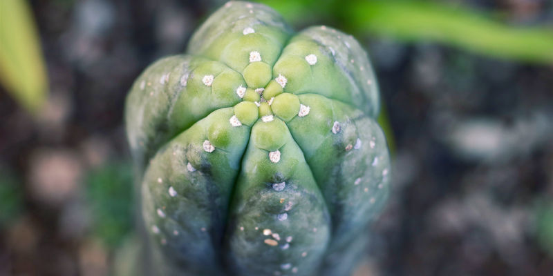 Âge Et Taille Du Cactus