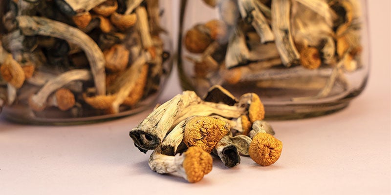 Quelle est la durée de vie des champignons magiques séchés ?