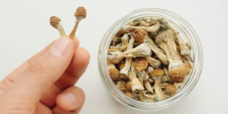 Stocker correctement les champignons magiques : l’essentiel