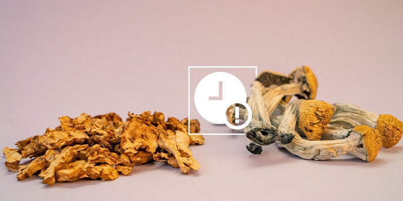 Comment comment conserver des truffes et champignons magiques sur le long terme