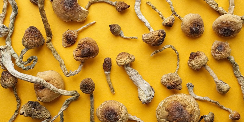 4 principaux genres de champignons magiques