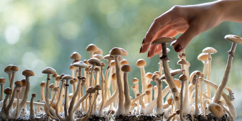 Combien y a-t-il de types de champignons psychédéliques ?