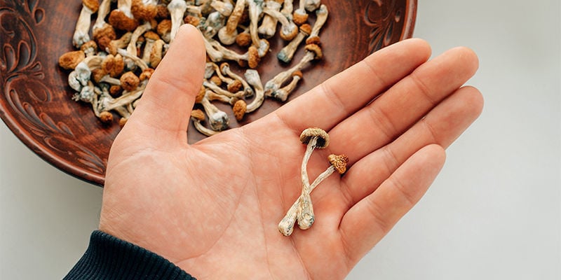 Qu’est-ce qui distingue les champignons à psilocybine des autres types de champignons ?