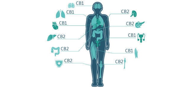 Comment Le CBD Interagit Avec Le Système Endocannabinoïde ?