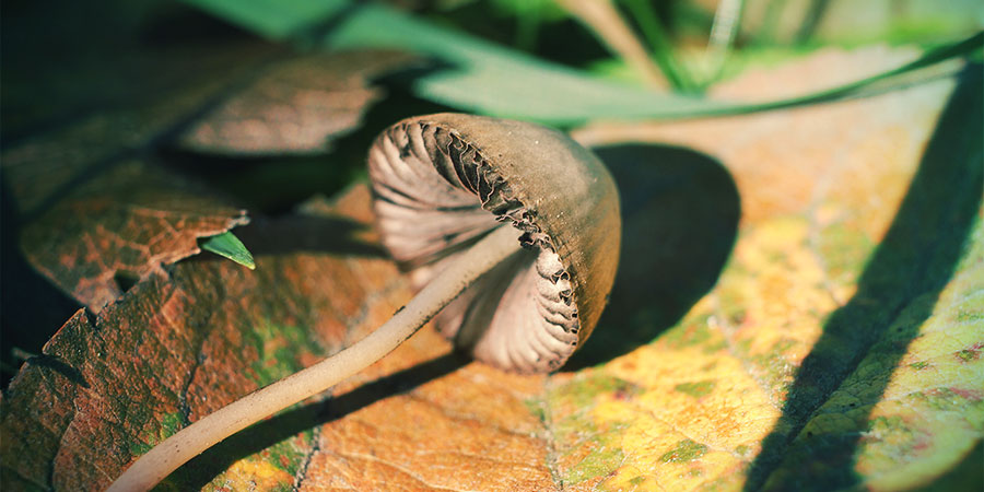 Comment Identifier Différents Types De Champignons Magiques 