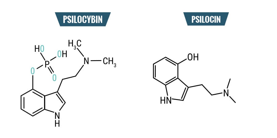 Psilocybine vs. Psilocine