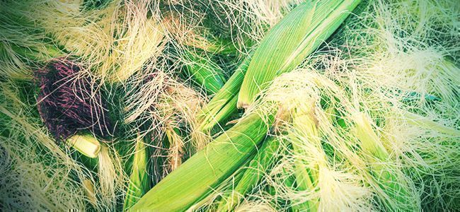 Bizarres Drogues Légales: Fumer De La Barbe De Maïs