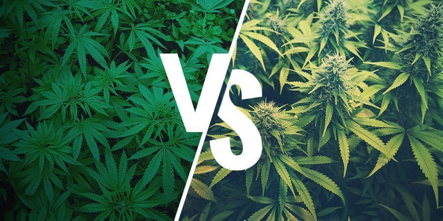 QU’EST-CE QUE LE CHANVRE ET COMMENT DIFFÈRETIL DU CANNABIS ?