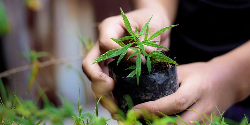 Pour résumer : faire pousser du bon cannabis à partir de zéro