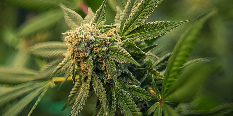 Conseil n° 1 : choisissez des génétiques solides pour des plants de cannabis sains