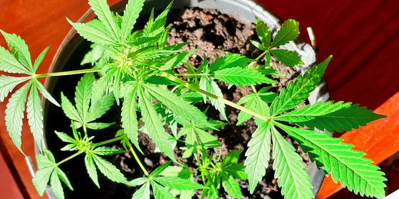 Conseil n° 3 : choisissez le bon endroit pour faire pousser des plants de cannabis