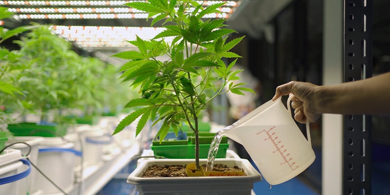 Conseil n° 5 : maîtrisez l’arrosage et l’irrigation pour de meilleurs rendements de cannabis