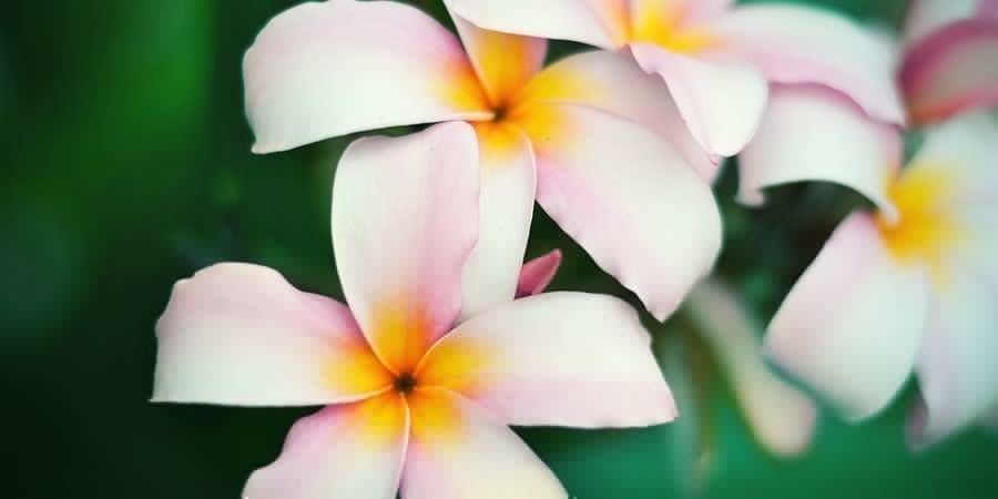 Frangipani