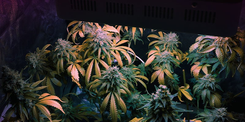 Augmentez La Qualité De Vos Récoltes De Cannabis Avec Le Spectre Lumineux Idéal