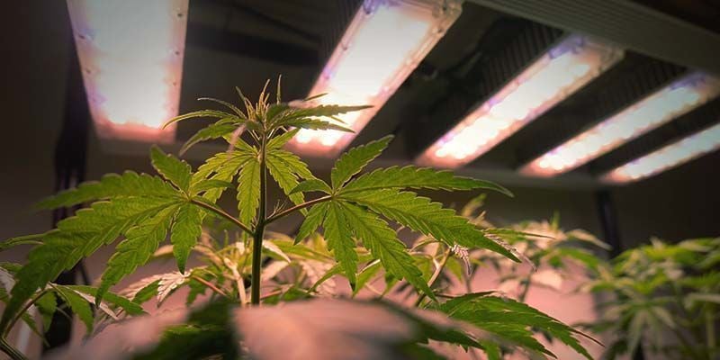 Le Spectre Lumineux Pour Les Plantules De Cannabis