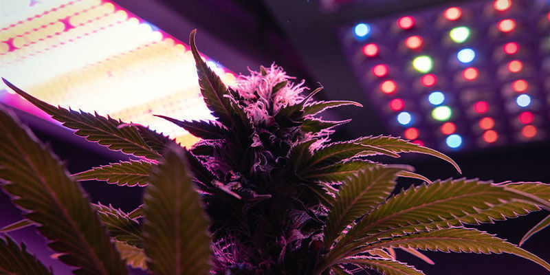 Le Spectre Lumineux Pour Les Plants De Cannabis En Floraison