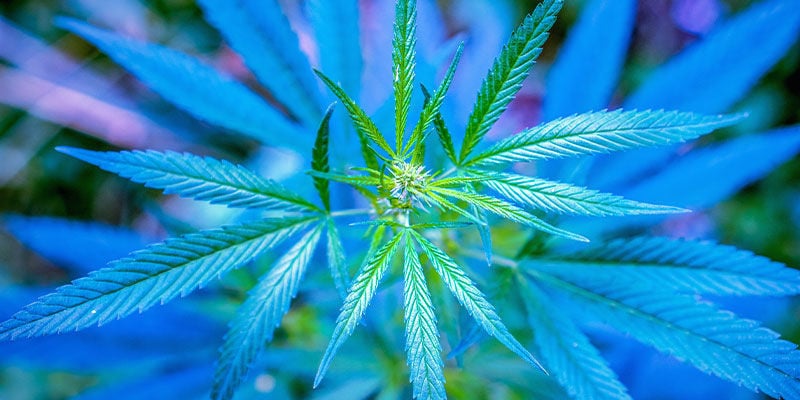 Le Spectre Lumineux Pour Les Plants De Cannabis En Végétation