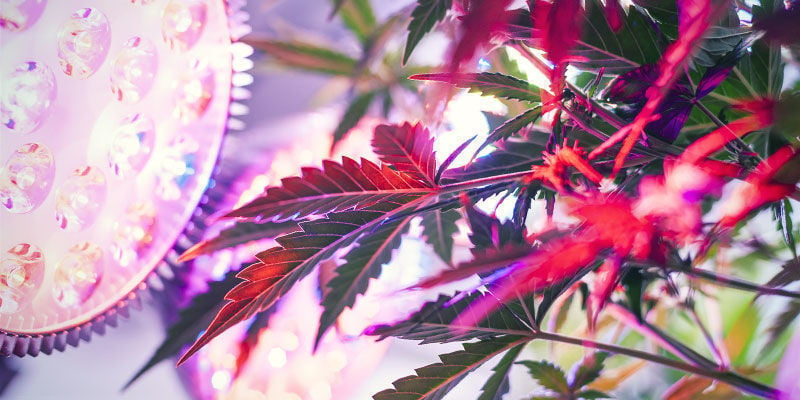 De Quel Spectre Lumineux Les Plants De Cannabis Ont-ils Besoin ?